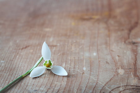 white 3-petaled flower on brown wooden surface