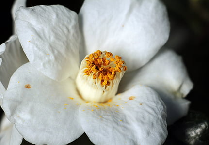 shallow focus photography of white flower