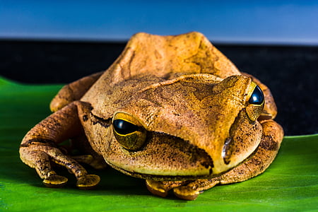 brown bullfrog