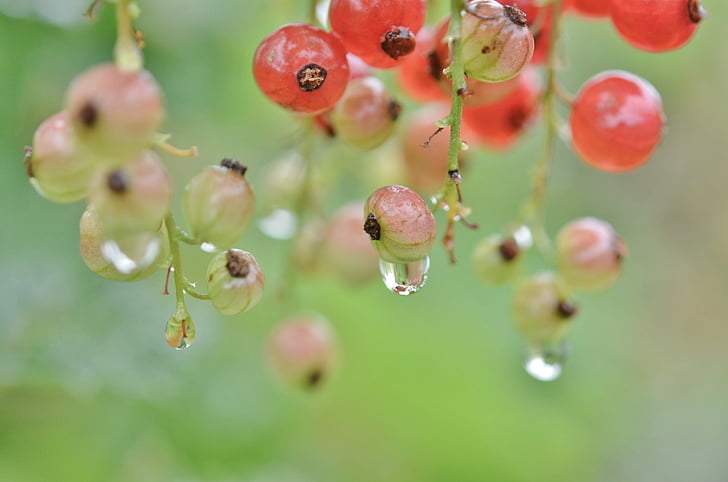 macro photography of water drops and berries