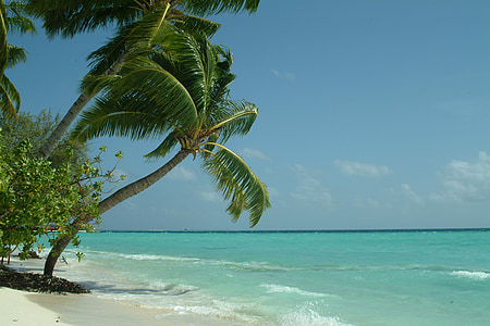 green palm tree on seashore