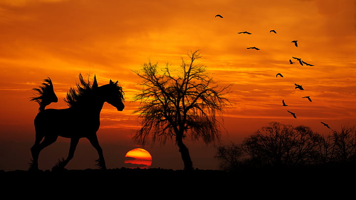 silhouette of horse near bare tree during golden hour
