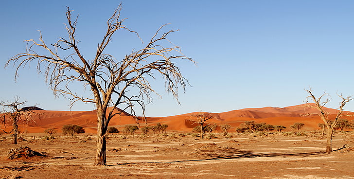 landscape photography of desert with leafless trees