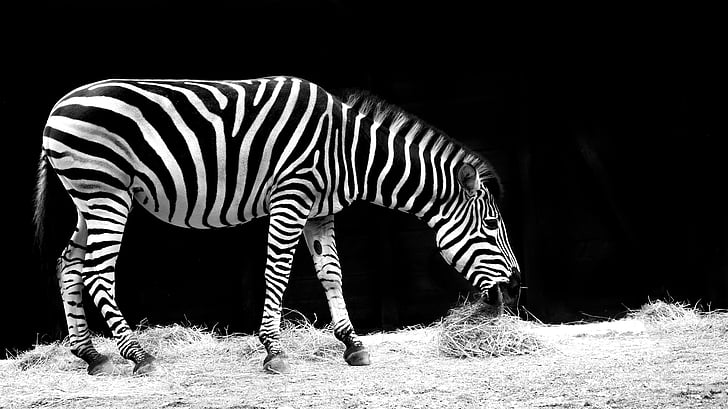 grayscale photo of zebra eating grass