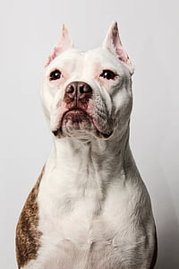 adult white and brown American bulldog