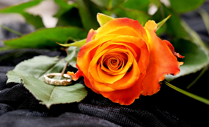 orange rose and gold-colored ring in macro photography