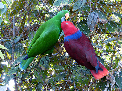 two red and brown parrots