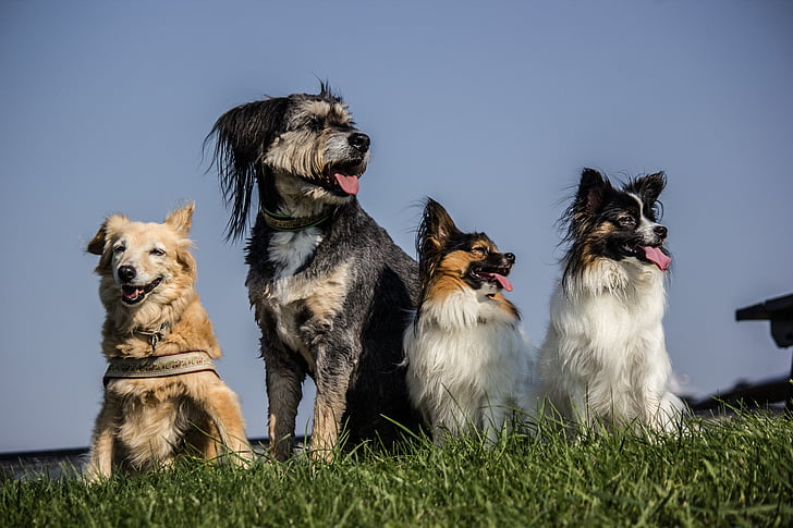 four medium dogs sitting on grass field