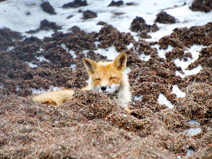 red fox, wildlife, alaska, nature, outside, country