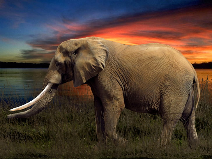 photography of brown elephant near body of water