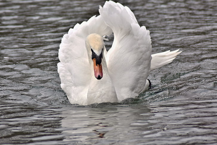 white swan floating on body of water during daytime