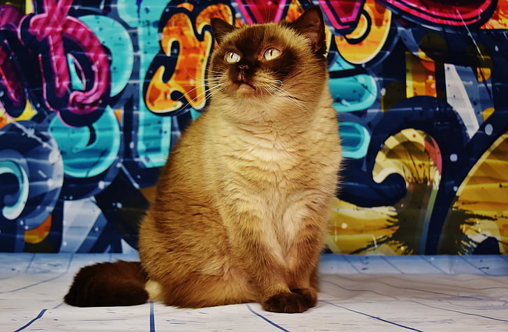short-coated brown cat sits in front of wall with graffiti painting