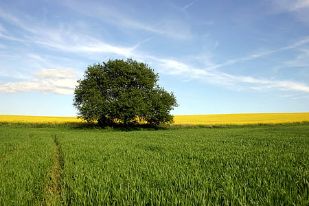 panoramic photography of tree on field of grass