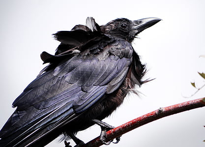 black crow perching on red twig in close-up photograph