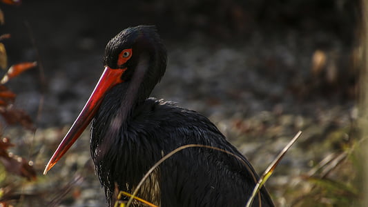black stork, stork, bird, nature, zoo, animals