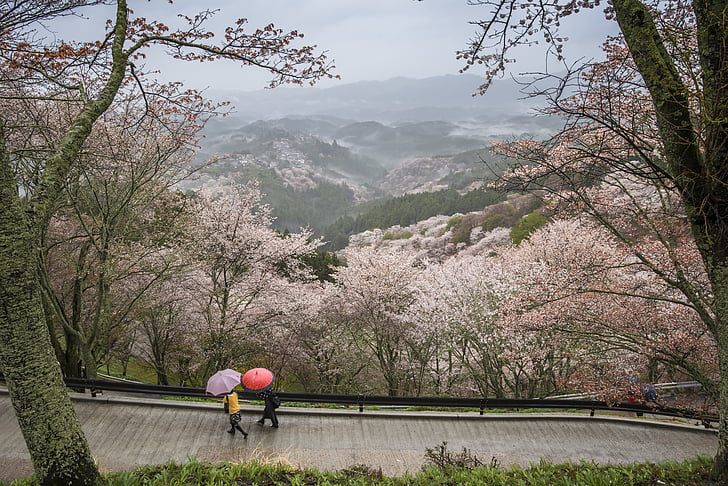 two person walking on road surrounded with cherry blossom tree during daytime