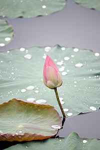 pink lotus flower bud close up photo
