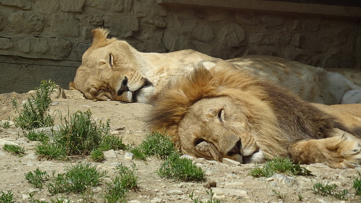 lion and lioness laying on ground
