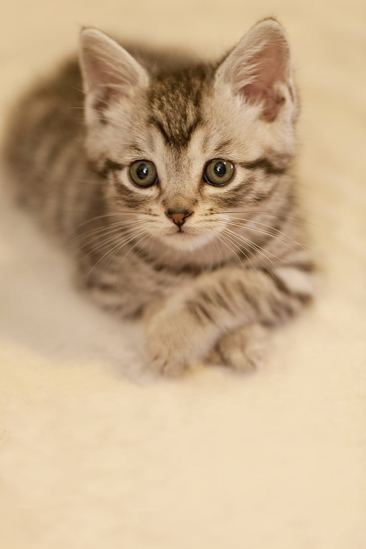 closeup photo of silver tabby kitten