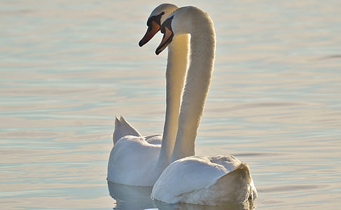two swans floating on water