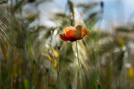 orange poppy flower in closeup photo