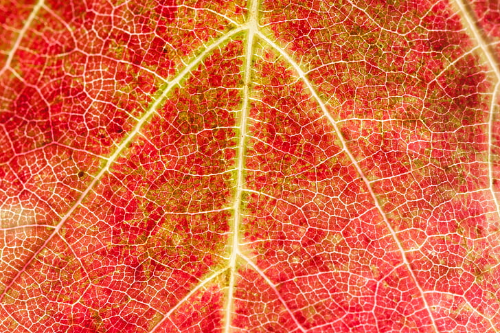 macro photography of red and yellow leaf