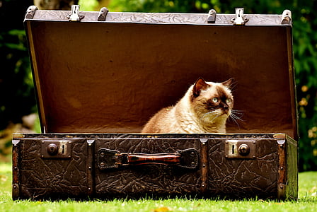 siamese cat and brown suitcase at daytime