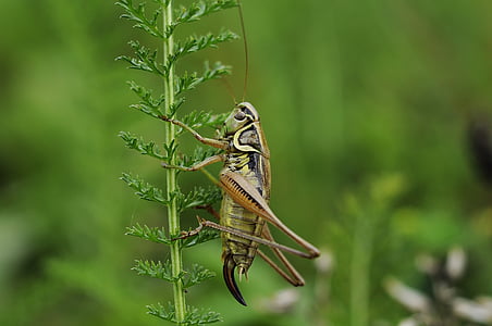 green and brown grasshopper on green leaf plant