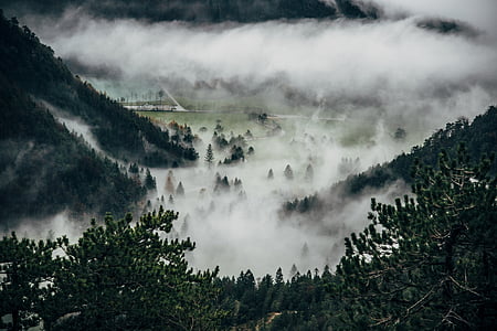 fog over forest during daytime