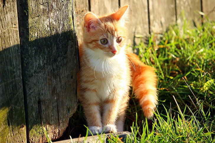 orange Tabby kitten beside grasses