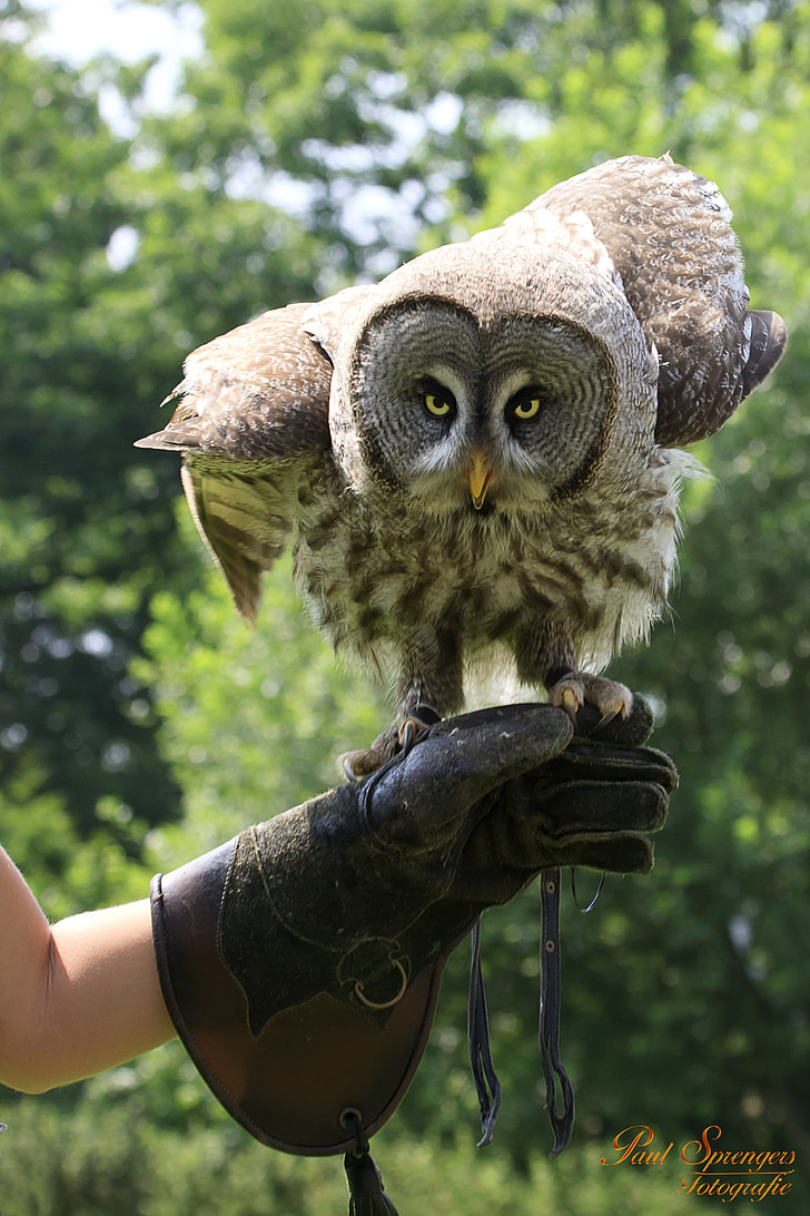 person holding gray and brownowl