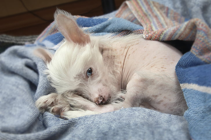 small short-coated white dog laying on blue fabric