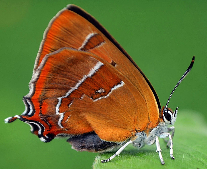 closeup photo of brown and red butterfly
