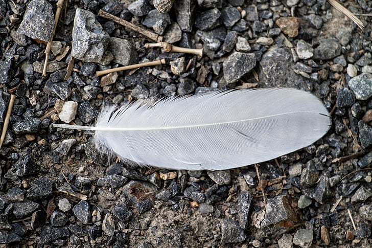 white feather on gray pebbles
