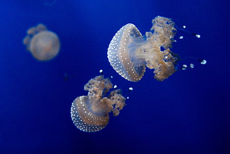photo of beige jellyfish