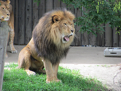 male lion on grass