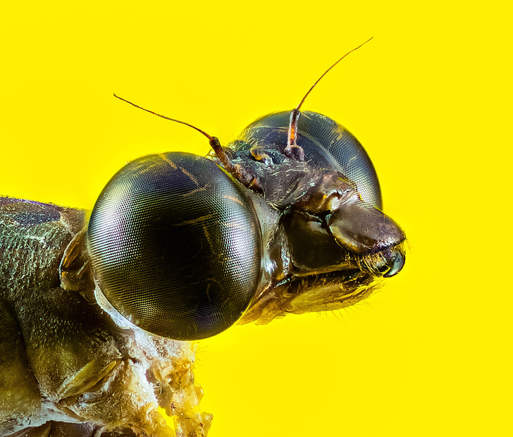 macro photography of insect with yellow background