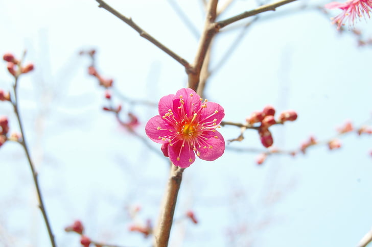 pink cherry blossom in selective focus photography