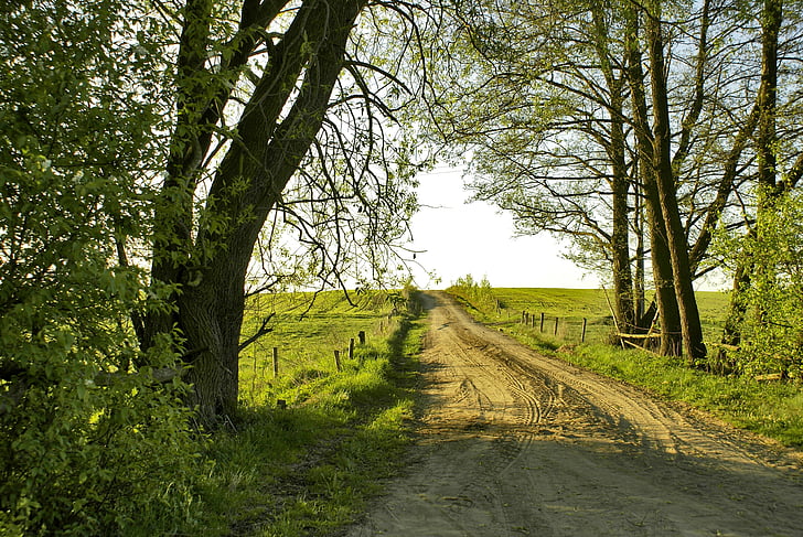 pathway between green grass field