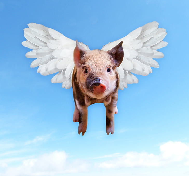 pink and black pig with wings illustration