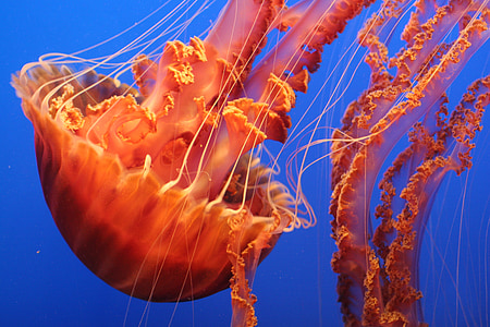 underwater orange jellyfish