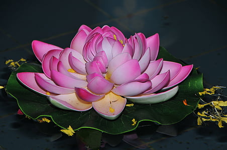 pink and white lotus flower on body of water