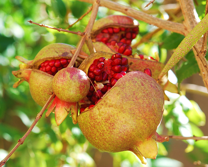 closeup photo of gray and red pomegranate fruits
