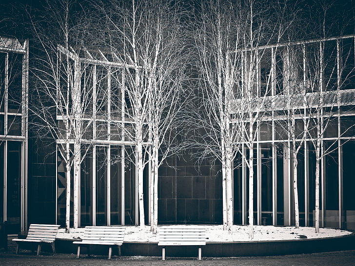 white withered trees near benches