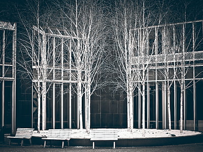 white withered trees near benches