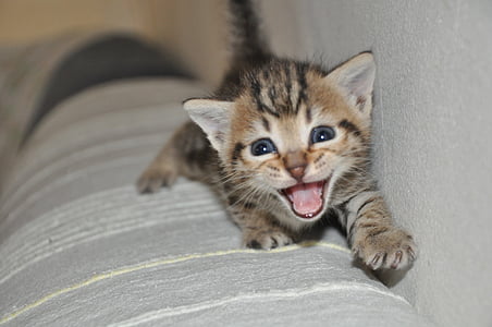selective focus photography of brown tabby kitten