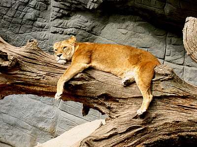 brown lioness on tree trunk