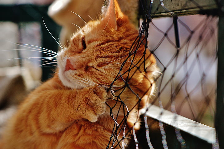 orange Tabby cat on black net