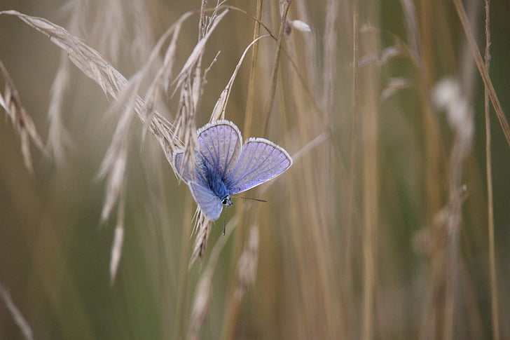 blue butterfly on white plant