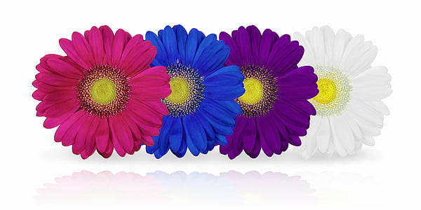 four assorted-color petaled flowers with white background